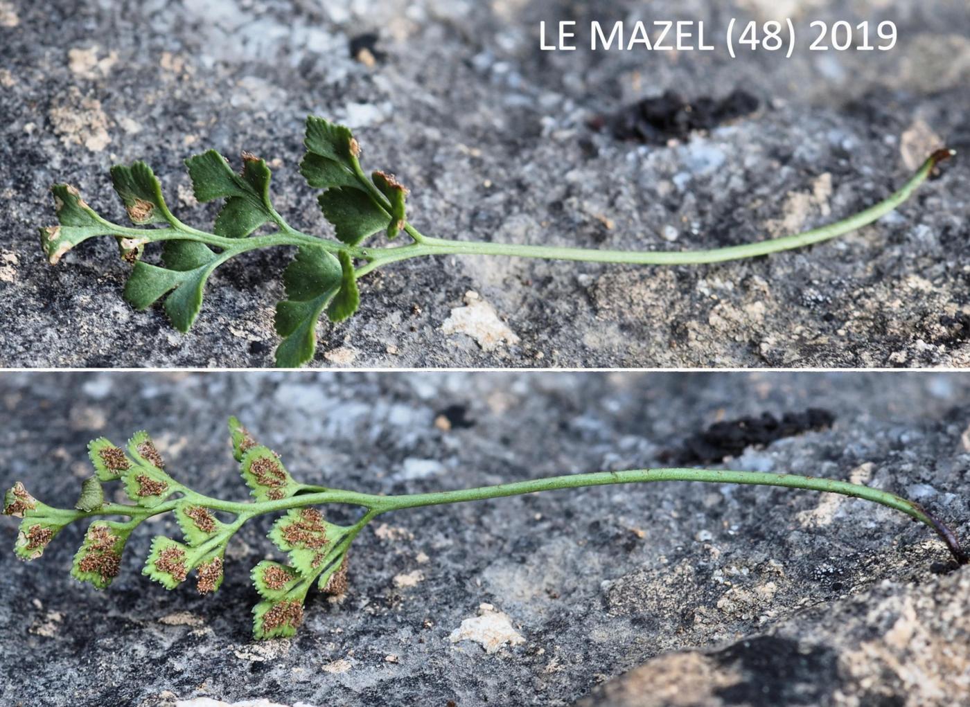 Spleenwort, Southern Rock leaf